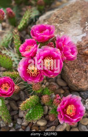 Fuchia le cactus de Pear de Prickly fleuriait dans un jardin de rochers à Winkler, au Manitoba, au Canada. Banque D'Images