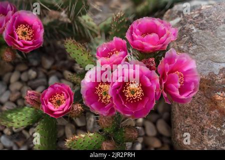 Fuchia le cactus de Pear de Prickly fleuriait dans un jardin de rochers à Winkler, au Manitoba, au Canada. Banque D'Images