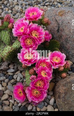 Fuchia le cactus de Pear de Prickly fleuriait dans un jardin de rochers à Winkler, au Manitoba, au Canada. Banque D'Images