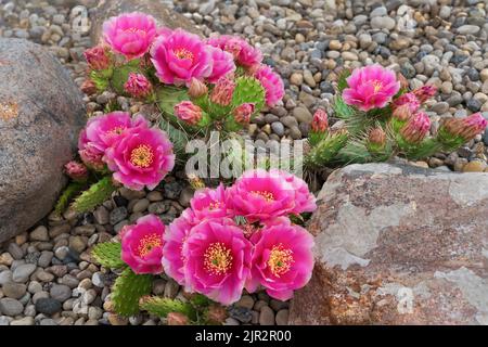 Fuchia le cactus de Pear de Prickly fleuriait dans un jardin de rochers à Winkler, au Manitoba, au Canada. Banque D'Images