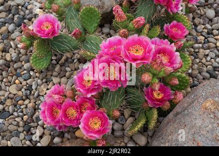 Fuchia le cactus de Pear de Prickly fleuriait dans un jardin de rochers à Winkler, au Manitoba, au Canada. Banque D'Images