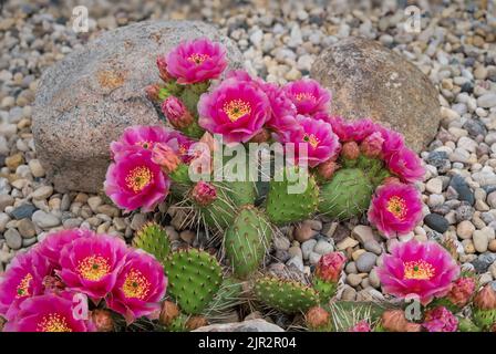 Fuchia le cactus de Pear de Prickly fleuriait dans un jardin de rochers à Winkler, au Manitoba, au Canada. Banque D'Images