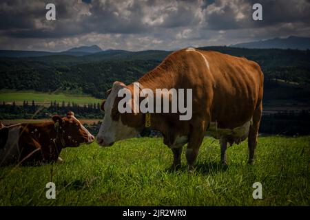 Colorer la vache sur l'herbe verte dans les montagnes de Slovaquie en été Banque D'Images