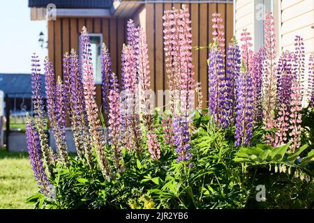 La lupin bleutée en fleurs pousse dans un lit de fleurs près de la maison rurale. Banque D'Images