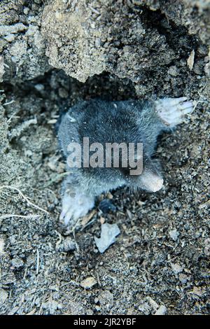 La taupe d'animaux nuisibles du jardin s'envole hors du trou dans le kailyard. Banque D'Images