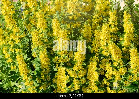 Lit de fleurs à la campagne, Lysimachia punctata Alexander ou Loosestrife jaune fleurit. Banque D'Images