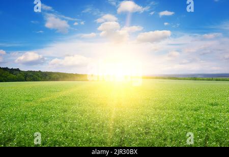 Paysage rectangulaire, champ de pois verts et beau lever de soleil. Banque D'Images