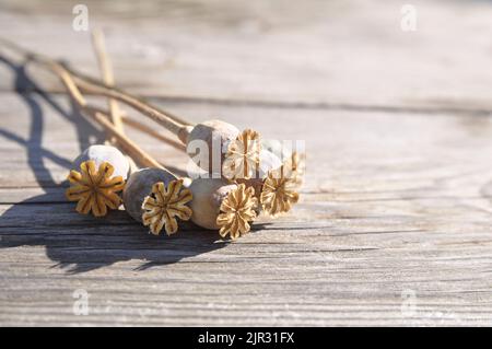 Bouquet de tiges de pavot sèches avec des gousses de graines sur une surface en bois. Coquelicot. Banque D'Images