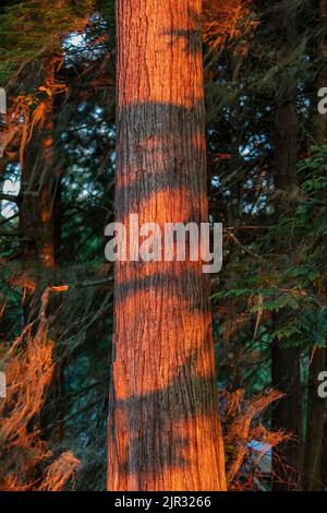 Cèdre rouge de l'ouest, Thuja plicata, au coucher du soleil dans la zone de loisirs de Salt Creek, le long du détroit de Juan de Fuca, péninsule olympique, État de Washington, États-Unis Banque D'Images