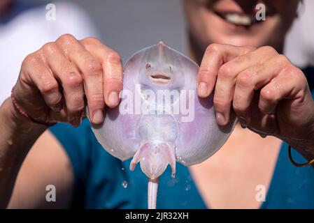 Rayon éporback souriant (Raja clavata) tenu par les deux mains d'une femme souriante en arrière-plan. Banque D'Images