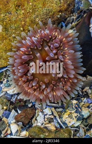 Anemone enterré, Urticina coriacea, à Tongue point dans le secteur récréatif de Salt Creek, le long du détroit de Juan de Fuca, péninsule olympique, État de Washington Banque D'Images