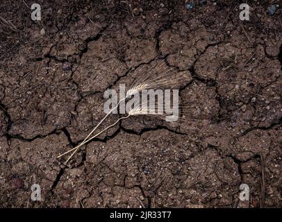 Deux épis de blé se trouvent dans le sol, surface du champ agricole par le dessus. Projet, concept de crise alimentaire Banque D'Images