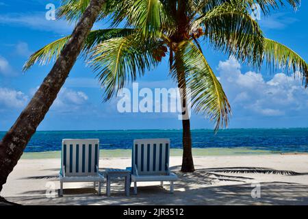 Des vibes tropicales sur Ambergris Caye, San Pedro, Belize, lors d'une journée ensoleillée à la plage avec chaises longues, palmiers, et la mer des Caraïbes. Banque D'Images