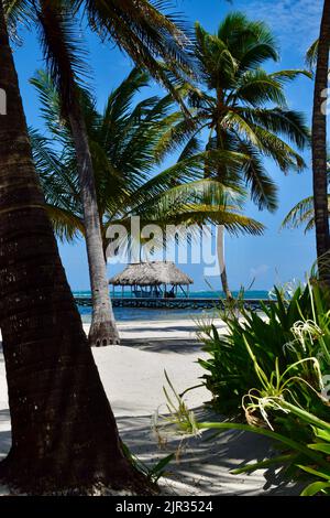 Une scène tropicale sur Ambergris Caye, San Pedro, Belize, d'une palapa, jetée, palmiers et plage de sable blanc par une journée claire et ensoleillée. Banque D'Images