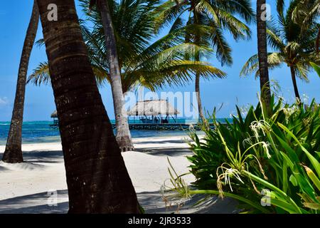 Une scène tropicale sur Ambergris Caye, San Pedro, Belize, d'une palapa, jetée, palmiers et plage de sable blanc par une journée claire et ensoleillée. Banque D'Images