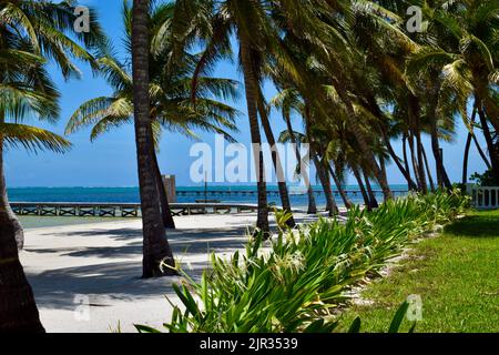 Une scène tropicale sur Ambergris Caye, San Pedro, Belize, avec un quai, palmiers, sable blanc et plantes tropicales. Banque D'Images