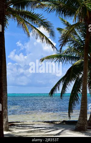 Une vue sur les eaux tropicales d'Ambergris Caye, San Pedro, Belize entouré de palmiers sur la plage. Banque D'Images