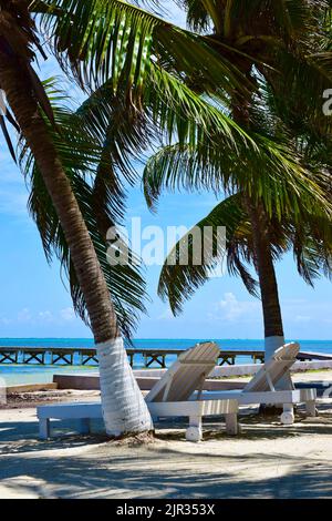 Une belle journée à la plage donnant des vibes tropicales avec des palmiers, du sable blanc, et des chaises longues blanches à Ambergris Caye, Belize. Banque D'Images