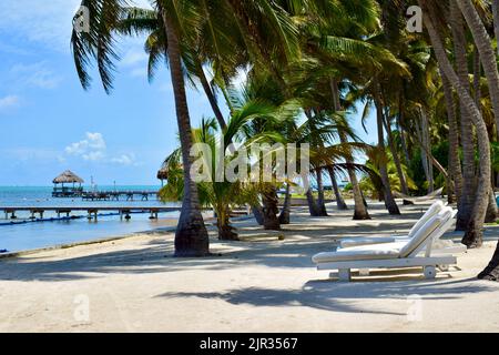 Une plage tropicale avec des chaises longues blanches, une plage de sable, de l'eau et une palapa et une jetée à Ambergris Caye, Belize. Banque D'Images