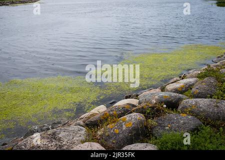 Rive de la mer pleine d'algues en fleurs. Propreté et qualité de l'eau de mer. Banque D'Images