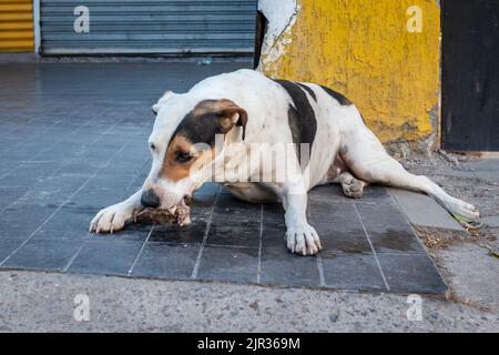 Gros plan d'un chien errant allongé sur le sol et mangeant un morceau de viande Banque D'Images