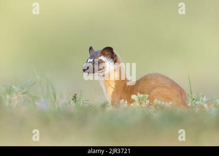 Un adorable petit belette à queue longue (Neogale frenata) dans une zone naturelle Banque D'Images