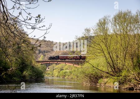 BR '1500' classe 0-6-0PT No 1501 traverse Victoria Brisge sur le chemin de fer Severn Valley, Worcestershire Banque D'Images