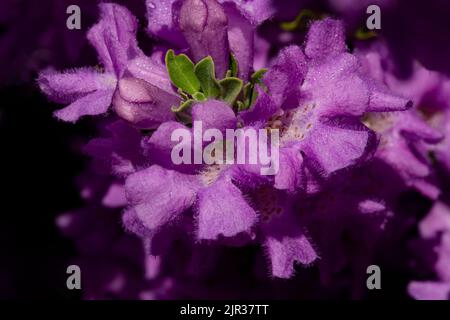 Gros plan de fleurs violettes sur le Texas Sage résistant à la sécheresse, également connu sous le nom de Texas Ranger et Baromètre Bush, fleurissent après les pluies de mousson en Arizona Banque D'Images