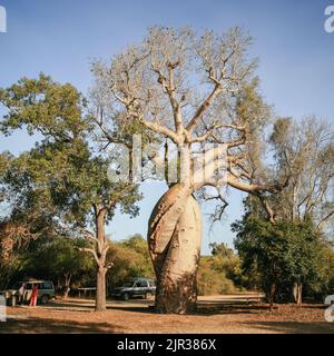 Des baobabs amoureux près de Morondava, Madagascar, Afrique Banque D'Images