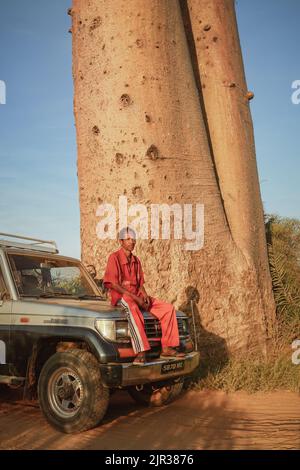 Baobab près de Morondava, Madagascar, Afrique Banque D'Images