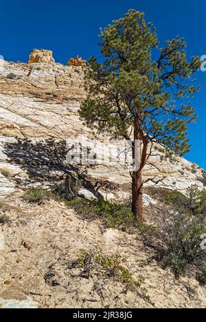 Un arbre pousse parmi les formations rocheuses du Grand Staircase National Monument près de Boulder, Utah, USA Banque D'Images