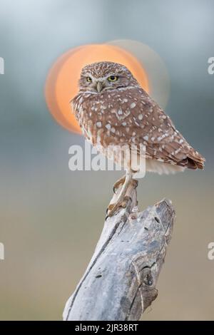 Un adorable jeune hibou des terriers (Athene cunicularia) debout sur une branche d'arbre contre un arrière-plan lumineux de bokeh Banque D'Images