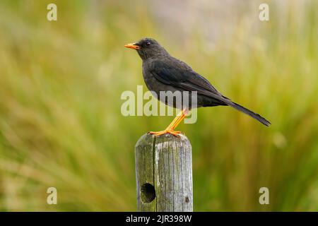 Grande Grive - Turdus fuscatter oiseau à Turdidae trouvé en Amérique du Sud, habite les forêts montagnardes subtropicales ou tropicales humides et l'arbuste à haute altitude Banque D'Images