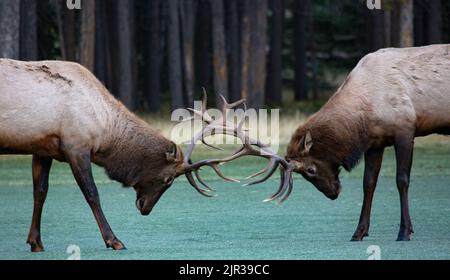 Les têtes sont abaissées et les bois verrouillés, deux wapitis de taureau sont appariés de façon égale dans la bataille de rout d'automne à Banff, province de l'Alberta, Canada. La faune et la flore sont la ville et nati Banque D'Images