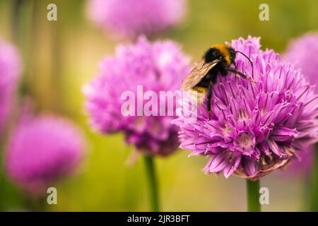 Photo macro d'un bumblebee de couckoo du sud sur une fleur de ciboulette rose Banque D'Images