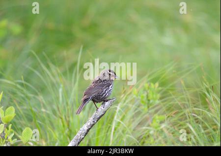 Un foyer peu profond de redwing (Turdus iliacus) perché sur une branche d'arbre dans un champ vert flou Banque D'Images