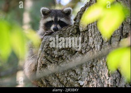 Un gros plan d'un mignon Raccoon assis derrière un tronc d'arbre avec un arrière-plan flou dans la forêt Banque D'Images