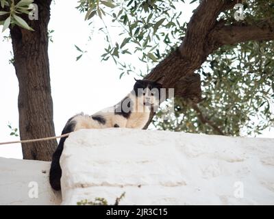 Chat noir et blanc masqué sur le mur sur l'île grecque d'Hydra, Grèce Banque D'Images