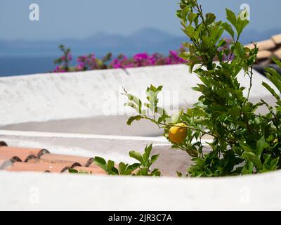 Un citronnier dans une villa grecque sur l'île d'Hydra avec un toit en terre cuite en vue Banque D'Images