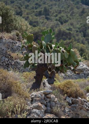 Cactus poirier sur l'île grecque d'Hydra Banque D'Images