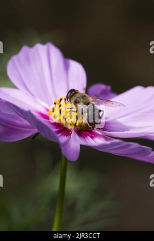 Drone Fly sur Rose Cosmos Daisy Banque D'Images