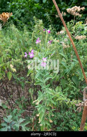 Gros plan d'un wlowherb de Rosebay (Chamaenerion [ou Chamerion ou Epilobium] angustifolium) en pleine floraison, également connu sous le nom de Fireweed et Great willowherb Banque D'Images