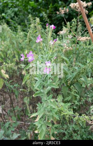 Gros plan d'un wlowherb de Rosebay (Chamaenerion [ou Chamerion ou Epilobium] angustifolium) en pleine floraison, également connu sous le nom de Fireweed et Great willowherb Banque D'Images