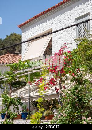 Vraiment jolie villa grecque avec un auvent et beaucoup de plantes grimpantes dehors, y compris des bougainvilliers roses chaudes Banque D'Images