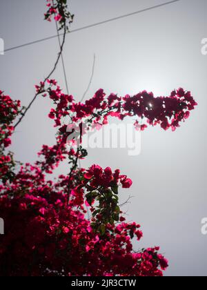 Bougainvilliers rose chaud fleurit contre un ciel chaud et brumeux sur une île grecque Banque D'Images