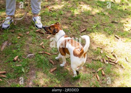Jack Russell Terrier dans le parc pour une promenade. Photo de haute qualité Banque D'Images
