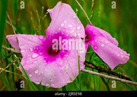 La gloire matinale de Saltmarsh (Ipomoea sagittata) est photographiée, le 19 août 2022, à Bayou la Batre, Alabama. Saltmarsh Morning Glory est une vivace de fuite. Banque D'Images