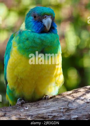 Perroquet à col rond Cloncurry raffiné et raffiné au plumage éclatant. Banque D'Images