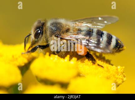Détail de l'abeille ou de l'abeille en latin APIs mellifera, abeille européenne ou occidentale pollinisée de la fleur jaune, abeille dorée sur la fleur Banque D'Images