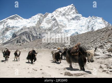 Vue sur le groupe de yaks (bos grunniens) près du village de Gorak Shep sur le chemin du camp de base de l'Everest - Népal Banque D'Images
